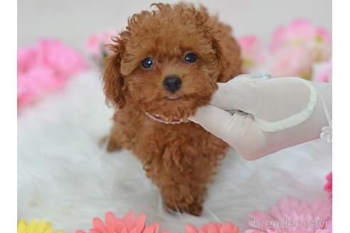 成約済の埼玉県のティーカッププードル-140349の3枚目